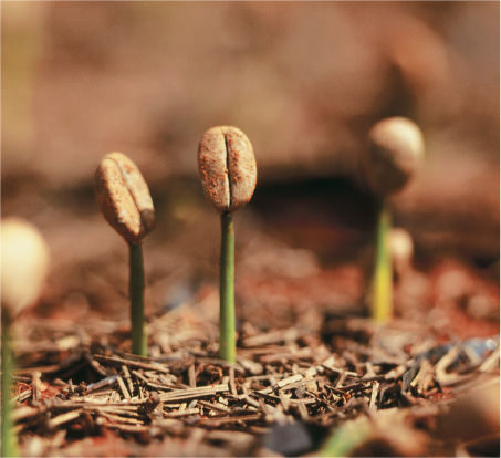 Los brotes de café germinados, conocidos como «soldados», son la primera etapa del crecimiento del cafeto.