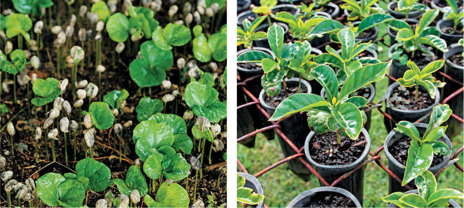 Los «soldados» no tardan en abrirse y mostrar hojas verdes. En un plazo de 6 a 12 meses, las plantas están completamente establecidas y pueden trasladarse desde el vivero, listas para la plantación.