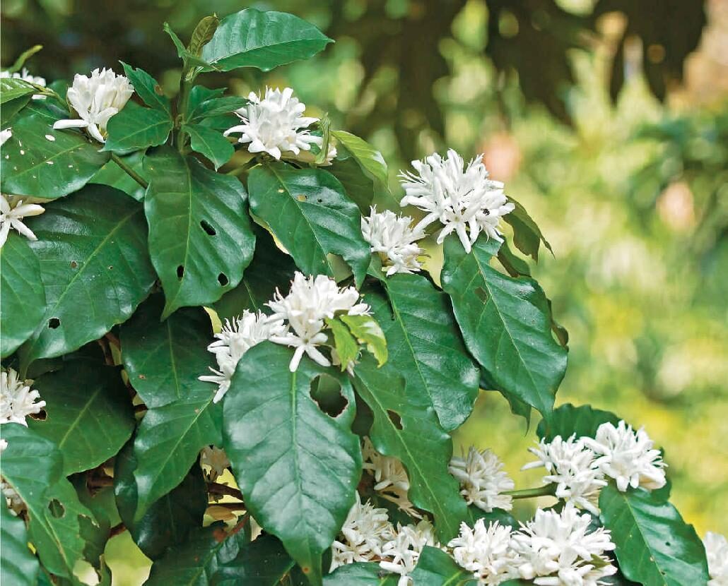 Una o dos veces al año, las flores del café, fuertemente perfumadas, aparecen tras un largo periodo de lluvias. Como el Arábica se autopoliniza, sus flores siempre darán fruto.