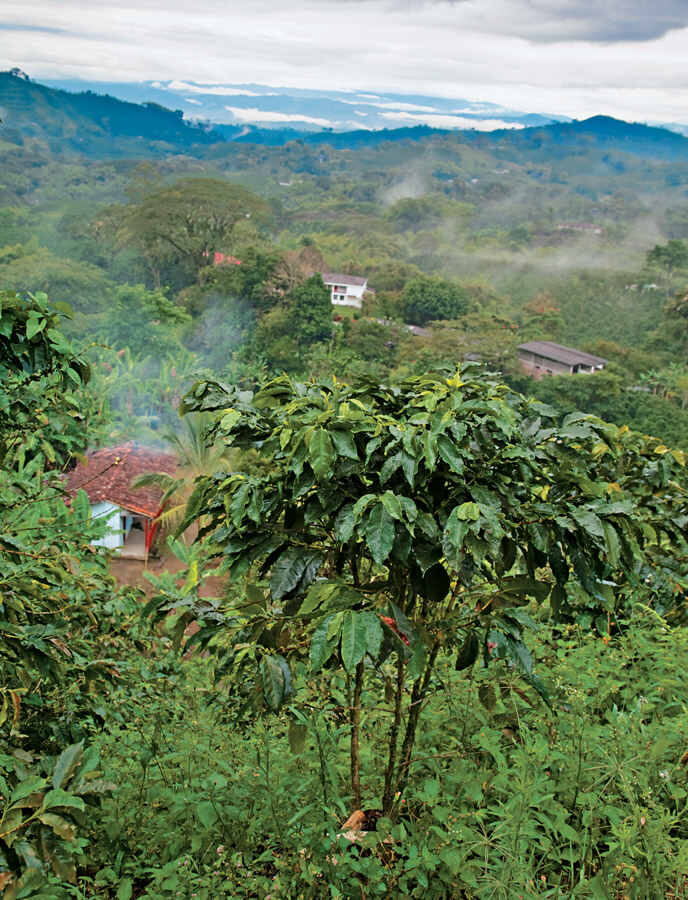El Cafeto (árbol del café)